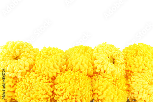 Photo: bright yellow chrysanthemums, isolated on white bright yellow chrysanthemums, isolated on white