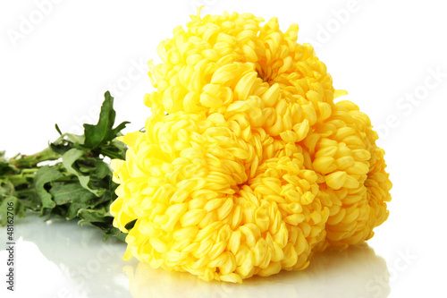 Photo: bright yellow chrysanthemums, isolated on white bright yellow chrysanthemums, isolated on white