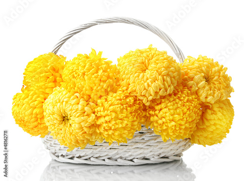 Photo: bright yellow chrysanthemums in basket, isolated on white bright yellow chrysanthemums in basket, isolated on white