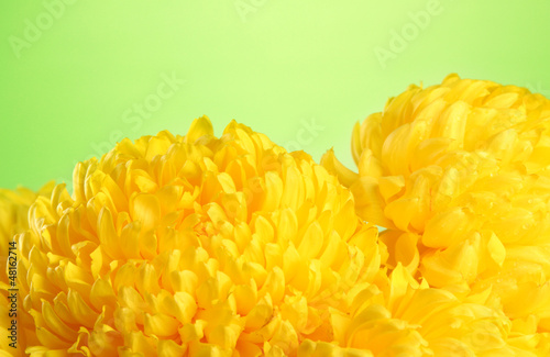 Photo: bright yellow chrysanthemums, on green background bright yellow chrysanthemums, on green background