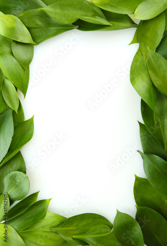 Photo: beautiful green leaves, isolated on white beautiful green leaves, isolated on white
