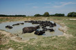 Photo: Water Buffalo in Pond Water Buffalo in Pond