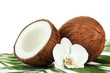 Coconuts with leaves and flower, isolated on white