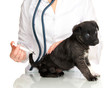 Veterinary surgeon is giving vaccine to  puppy