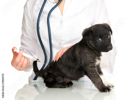 Photo: Veterinary surgeon is giving vaccine to puppy Veterinary surgeon is giving vaccine to puppy