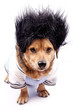 little dog