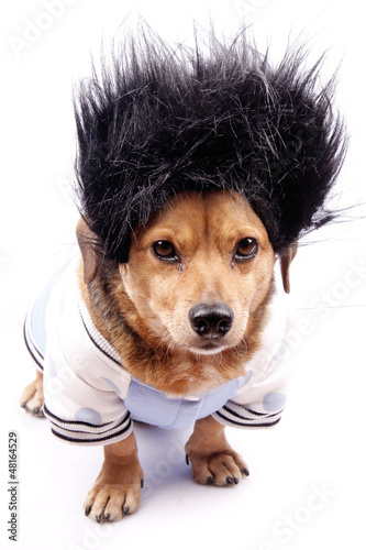 Photo: little dog little dog