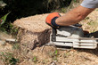 Close-up of tree stump
