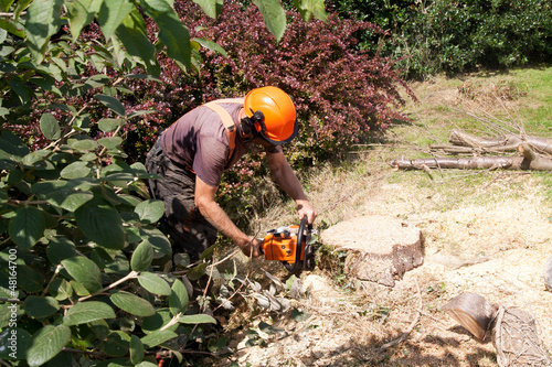 Photo: chain sawing tree trunk chain sawing tree trunk