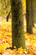 autumn trees