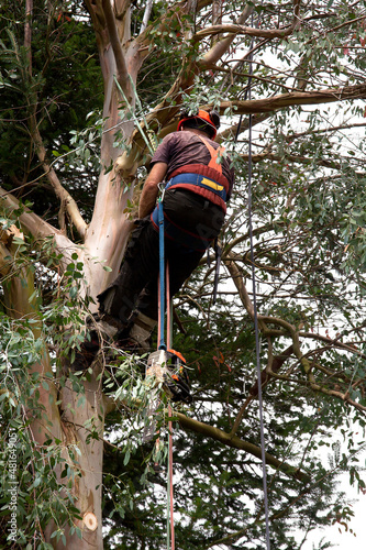 Photo: using ropes to climb a blue-gum using ropes to climb a blue-gum