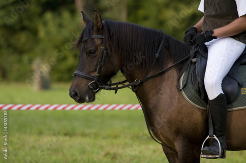 Photo: horse riding lessons horse riding lessons