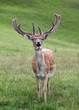 Hirsch auf einer Wiese