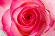 rosebud