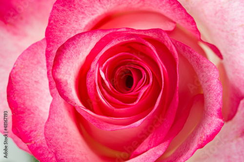 Photo: rosebud rosebud