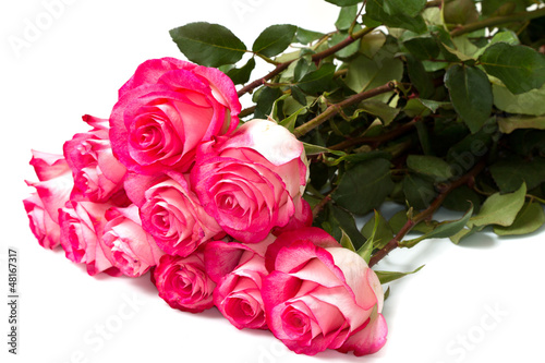 Photo: Pink roses on a white background Pink roses on a white background
