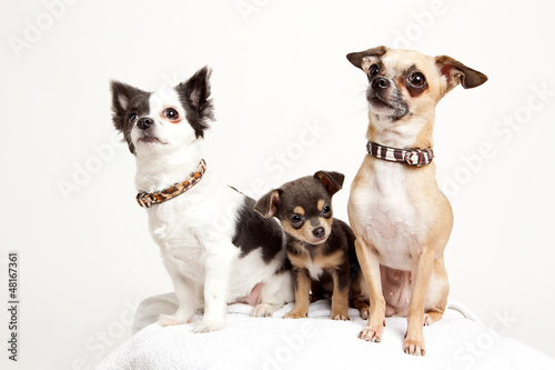 Photo: Hundefamilie Hundefamilie