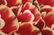 canvas print picture Tulips Field Detail