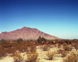 Horseback Trail Ride