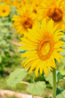 beautiful yellow Sunflower