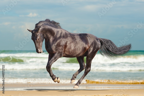 Photo: black horse running black horse running
