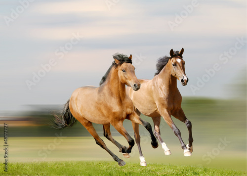 Photo: horses run horses run