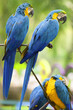parrot on the perch
