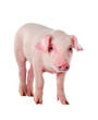 little pig breeds. Muzzle stained milk.