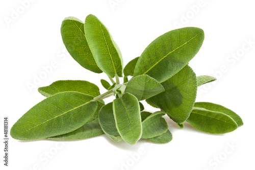 Photo: Sage leaves Sage leaves