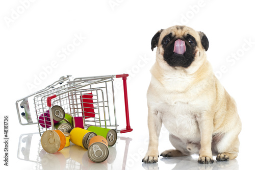 Photo: Pug - Mops Pug - Mops