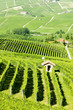 vineyars near Barolo, Piedmont, Italy