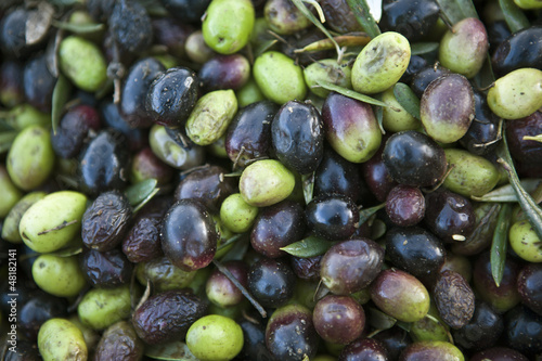 Photo: Olive harvest Olive harvest
