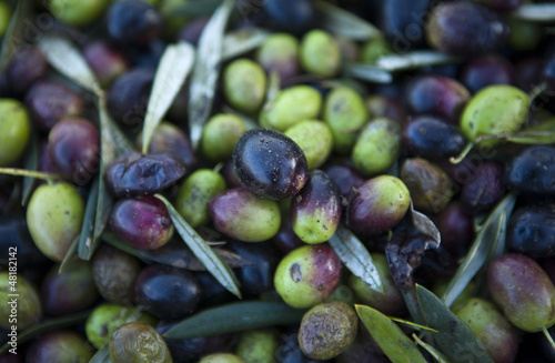 Photo: Green and purple olive fruits Green and purple olive fruits