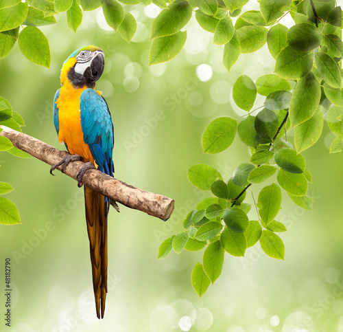 Photo: macaw parrot on a tree macaw parrot on a tree