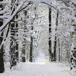 Winter in  forest