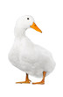 duck white