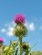 Mariendistel - Silybum marianum