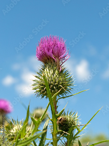 Photo: Mariendistel - Silybum marianum Mariendistel - Silybum marianum