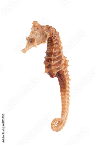 Photo: Sea Horse closeup Sea Horse closeup