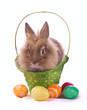 fancy rabbit in the basket
