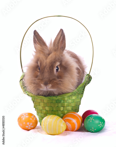 Photo: fancy rabbit in the basket fancy rabbit in the basket