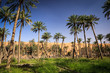 Oasis in the middle of a desert (Oman)