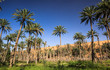 Photo: Oasis in the middle of a desert (Oman) Oasis in the middle of a desert (Oman)