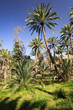Photo: Oasis in the middle of a desert (Oman) Oasis in the middle of a desert (Oman)