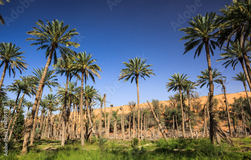 Photo: Oasis in the middle of a desert (Oman) Oasis in the middle of a desert (Oman)