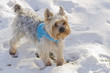Cute dog in the snow