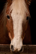 Haflinger