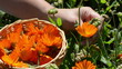 closeup hand gather marigold calendula herb bloom wooden wicker
