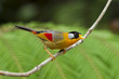 Photo: Silver-eared Mesia on branch with green background, thailand Silver-eared Mesia on branch with green background, thailand