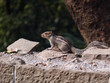 Common Indian squirrel, bhimasanker near pune.